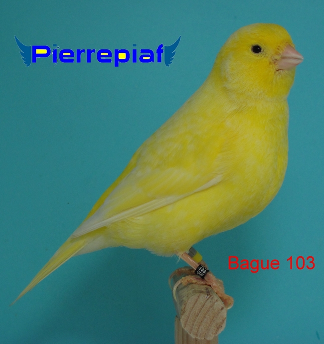 Femelle jaune schimmel, bague 103/2013 box