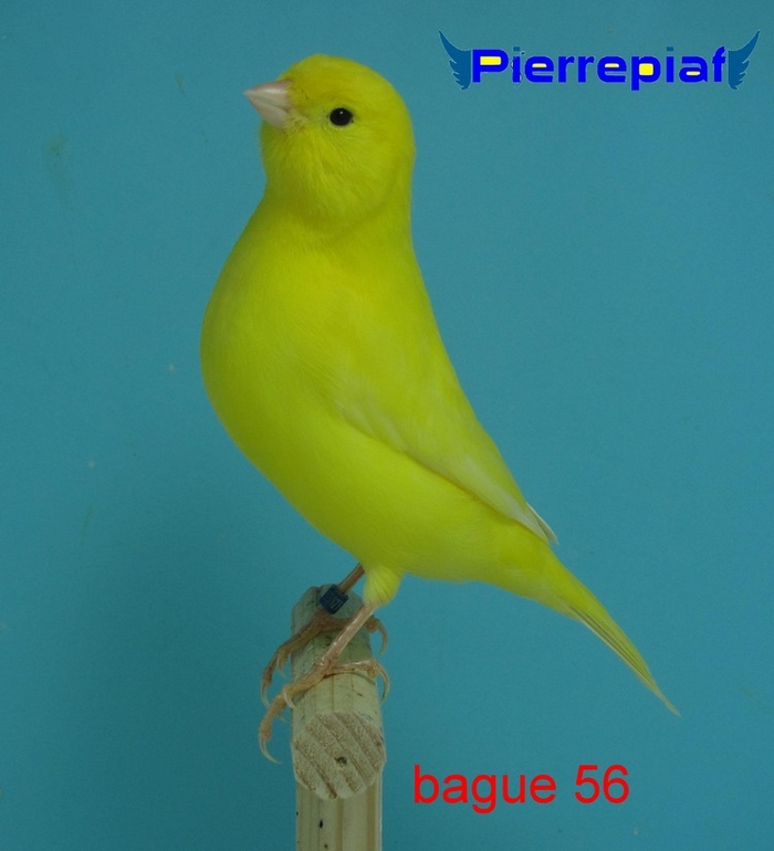 Mâle jaune intensif, bague 56/2011, Champion de France FFO stam 93pts, Champion international Bordeaux stam 93pts box