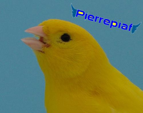 Mâle jaune intensif, bague 70/2008, Mascotte pierrepiaf depuis 2010 box