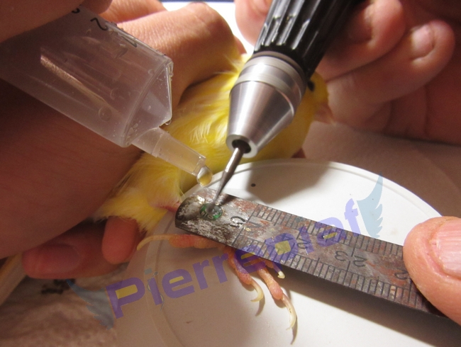 Découpe de la bague en cours box