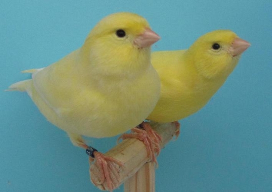 Couple constitué d'un mâle jaune ivoire schimmel à gauche et d'une femelle jaune ivoire intensif à droite box